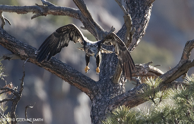 Juvenile Bald Eagle in the Rio Grande Gorge