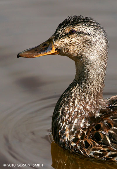 A Duck 