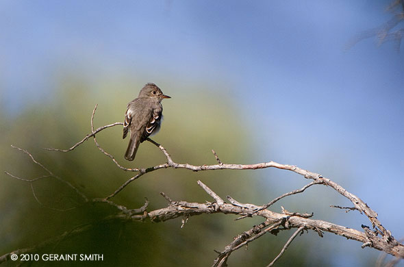Flycatcher on the Rio Chama