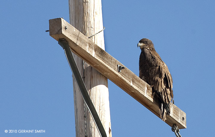 Pole sitting Golden Eagle near Eagle Nest Lake