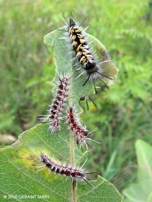 Butterfly and moth larvae all over the milkweed plants!