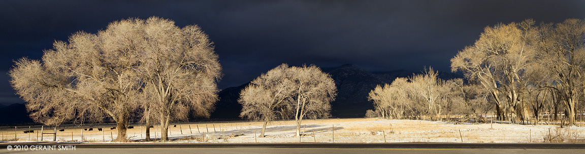 Winter trees and Taos Mountain