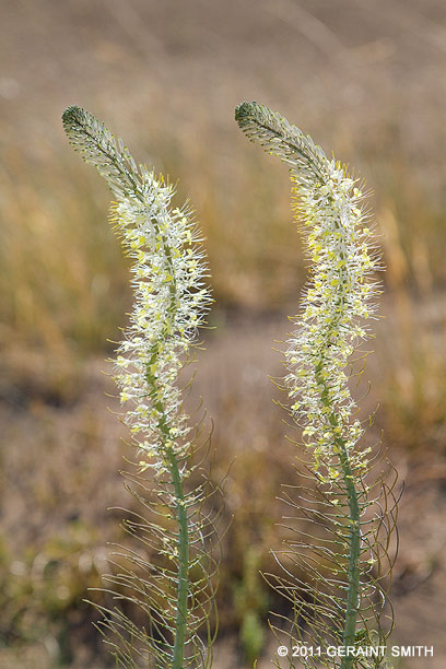 Desert flora? on the Hopi Homeland