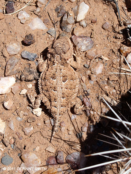 Horned (horny) toad / horned lizard - Phyrnosoma douglasii