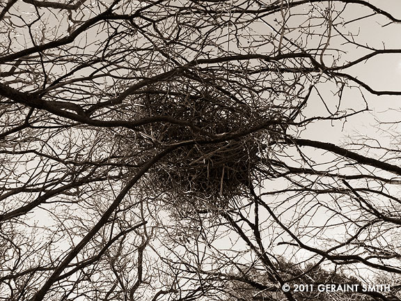 Revisit to the old magpie nest