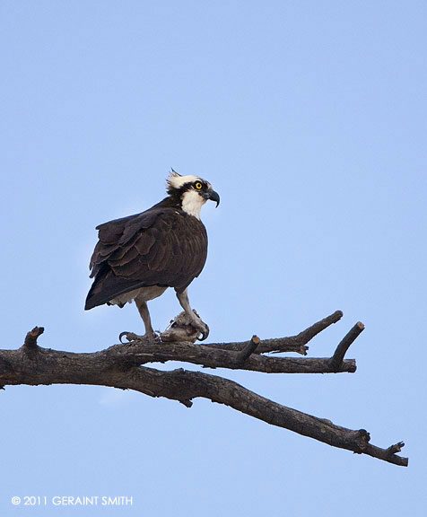 Osprey and a fish