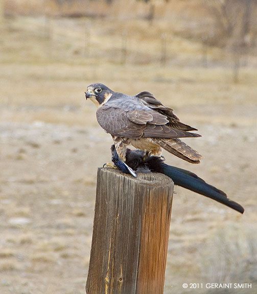A wild Perigrine Falcon with a magpie in the Ranchos Valley