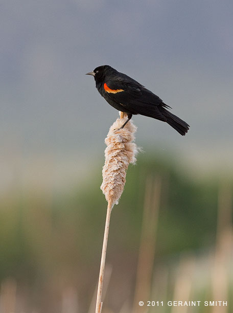 In love with Red-winged Blackbirds