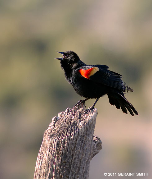 Red-winged Blackbird with a lot to say!