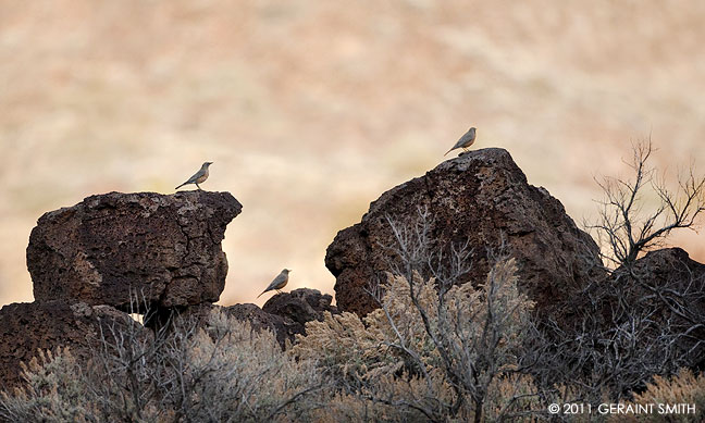 Young Robins in the Rio Grande Gorge