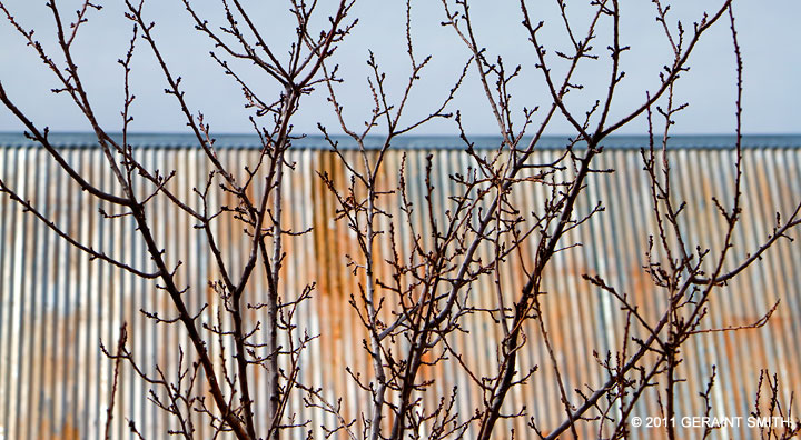 Trees and old tin roof