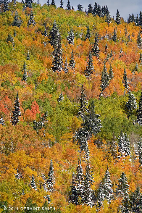 Aspens and pines in the Taos Ski Valley