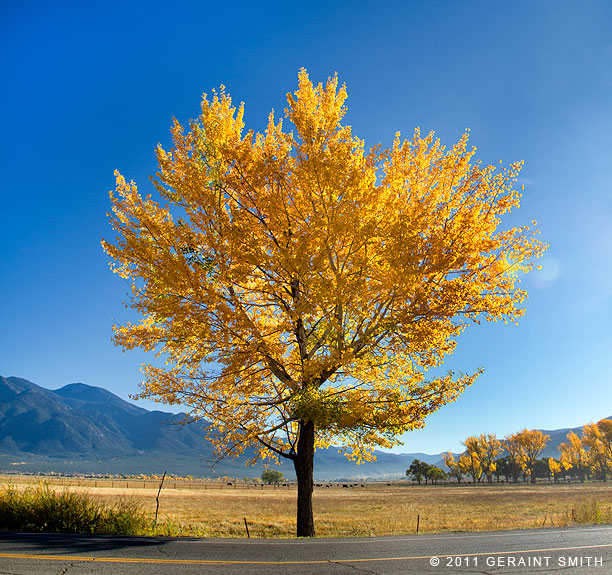 Roadside tree and Taos Mountain
