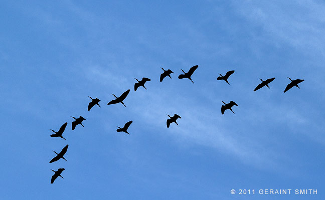 Migrating Ibis,, southern Colorado
