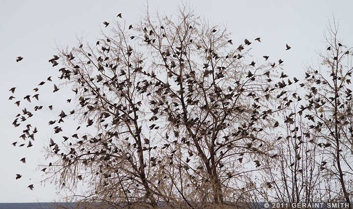 Starlings everywhere