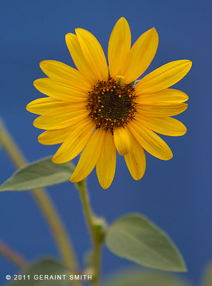 Sunflowers everywhere in Taos County