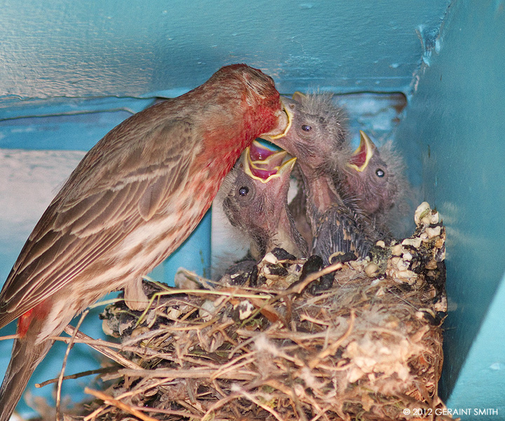 Finches nesting under the portal at my gallery