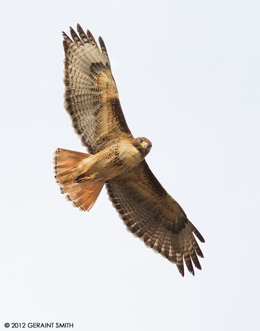 Red-tailed Hawk over overhead!