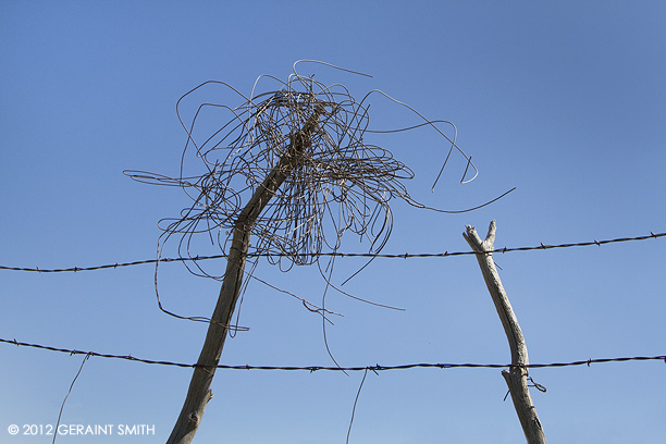 Tumble wire weed