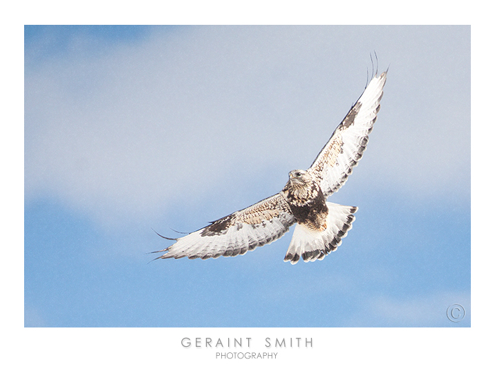 Rough Legged Hawk over the snowy fields of southern Colorado