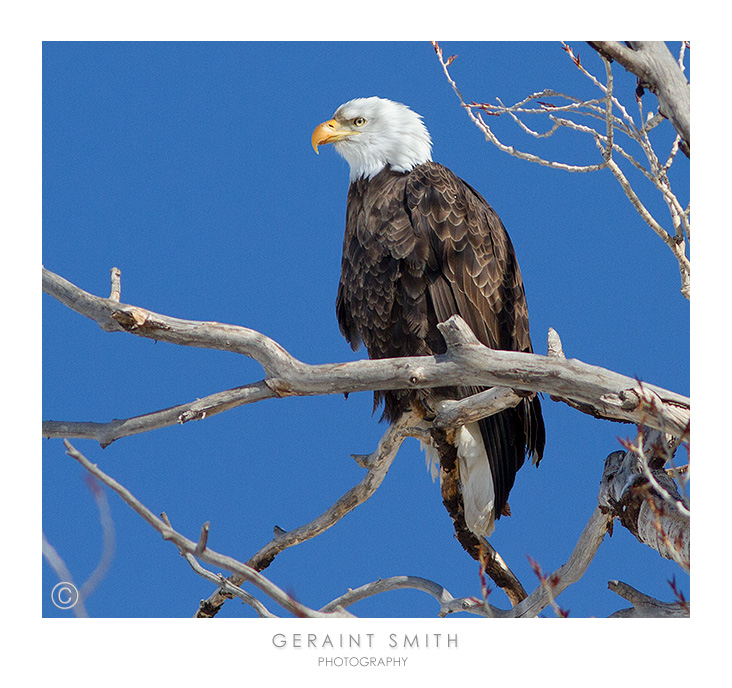 Continuing with the birds! Eagle migration ... one of six eagles on the road today in Colorado