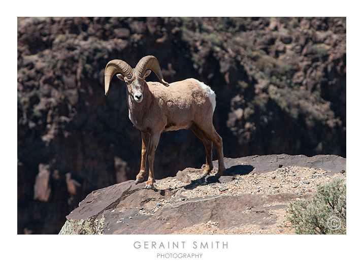 "This is my rock" ... Bighorn sheep (Ovis canadensis)