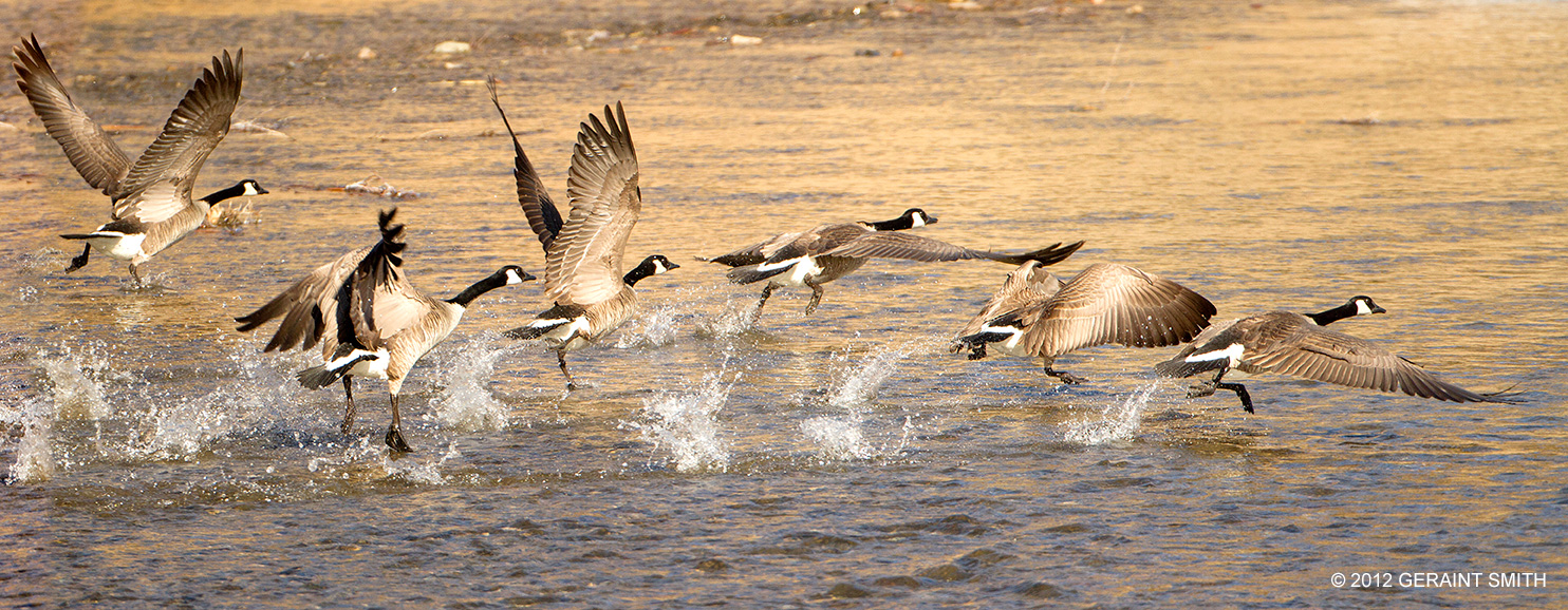 "Lets go" ... Canada geese on the Rio Grande