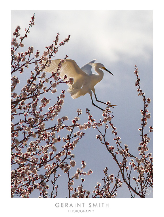 Cattle Egret landing in the blossoms at the Rio Gorge Bridge rest area