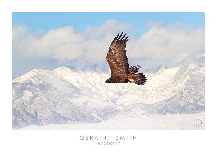 Golden Eagle over the Great Sand Dunes, Colorado
