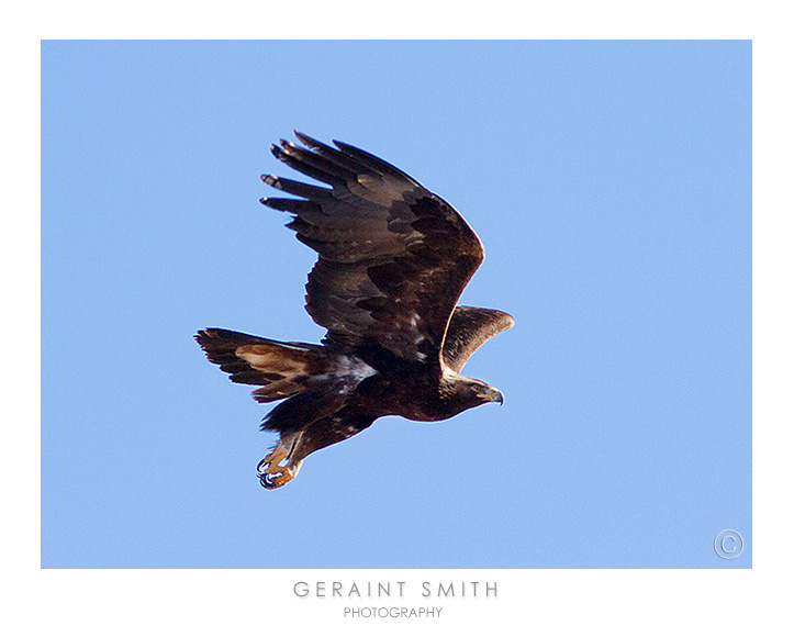Golden Eagle, hanging around the Moreno Valley