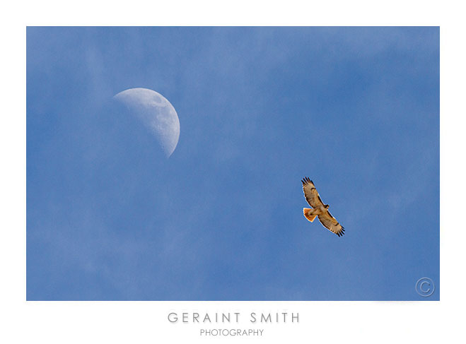 Red-tailed hawk and the waxing moon