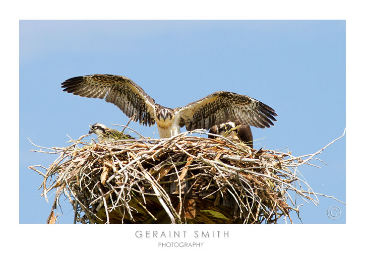 One of three juvenile Osprey in the nest flexing it's flight feathers