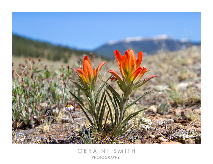 Indian Paintbrush in the high country on the Summer Solstice