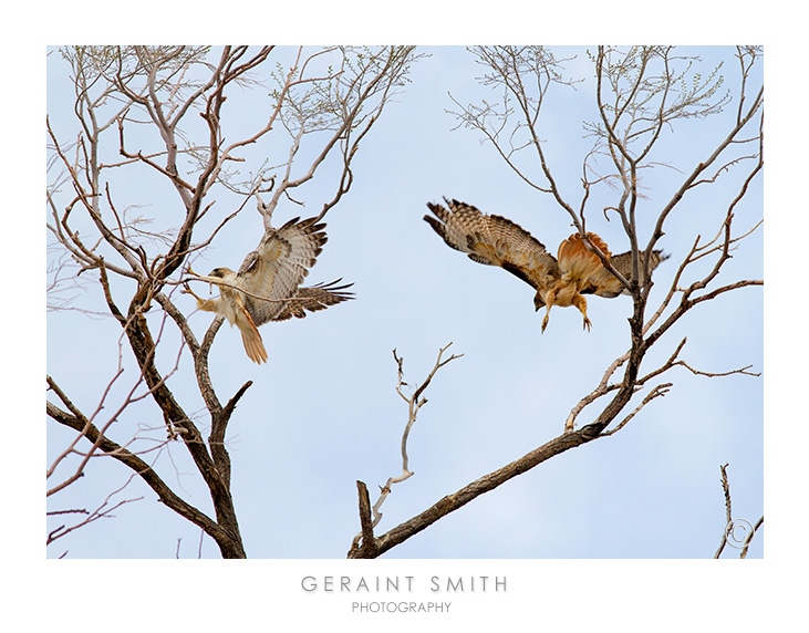 A breeding pair of Red-Tailed Hawks