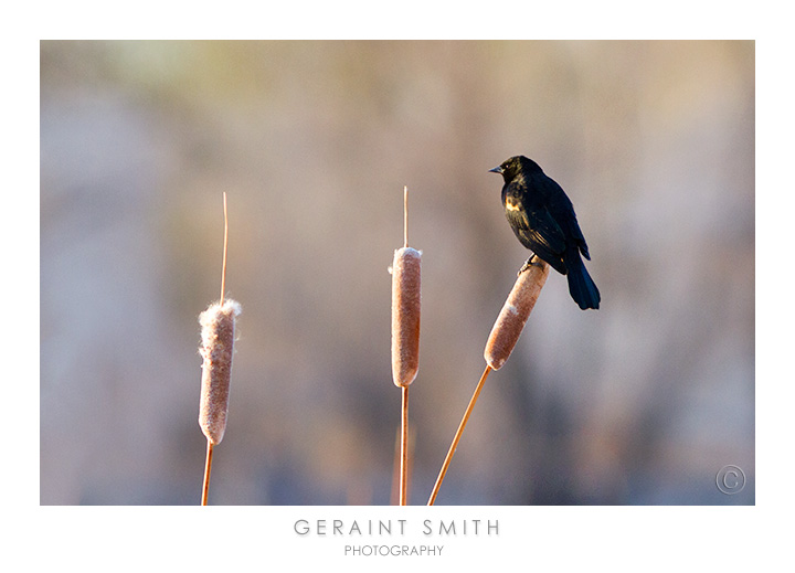 Love it when the Red-winged Blackbirds return to nest in the cat-tails