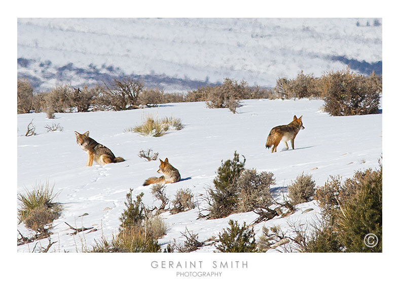 Morning coyotes on the Hondo Mesa, Taos