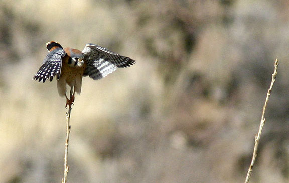 American Kestrel at Orrilla Verde National Recreation Area on the Rio Grande, NM Pass your mouse over the image to see him 'go for it'