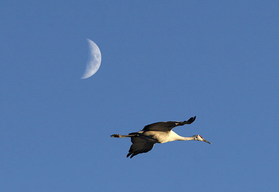Sandhill Crane flies by the moon at the Bosque del Apache National Wildlife Refuge in New Mexico
