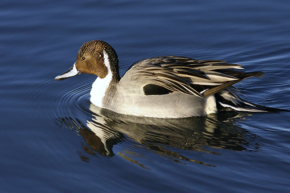 Northern pintail duck at the Bosque del Apache NWR in New Mexico