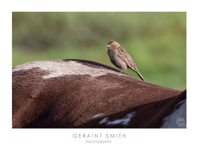 The mornings are cooler ... this little bird was warming up riding along on a horse's rump
