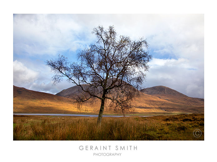 Skye tree, Scotland