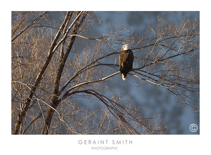 Bald Eagle roosting in Pilar, NM