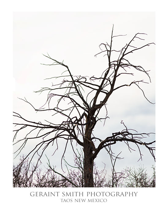 Bare tree in the foothills