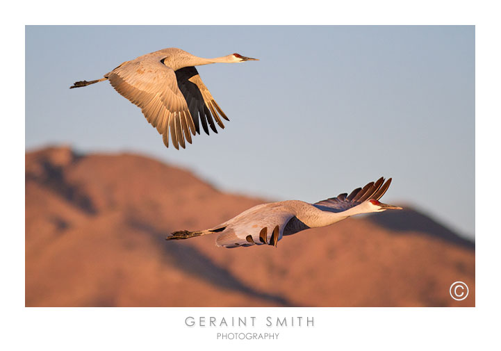 Flying with Sandhill cranes