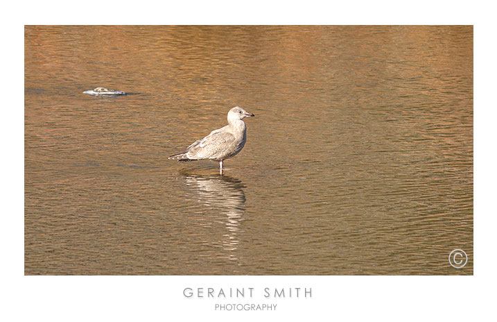 A Lone Herring Gull. A rare sighting in the Orilla Verde, Rio Grande del Norte National Monument  