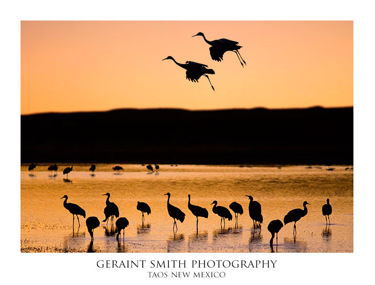 Sandhill Cranes during the evening fly in at the Bosque del Apache NWR