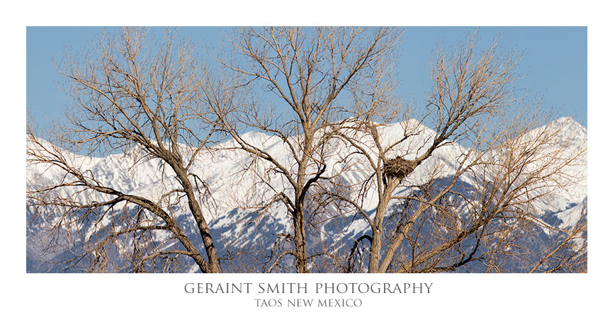 There's a Great Horned Owl in that nest with the snow covered Sangre de Cristos as a backdrop ... See!