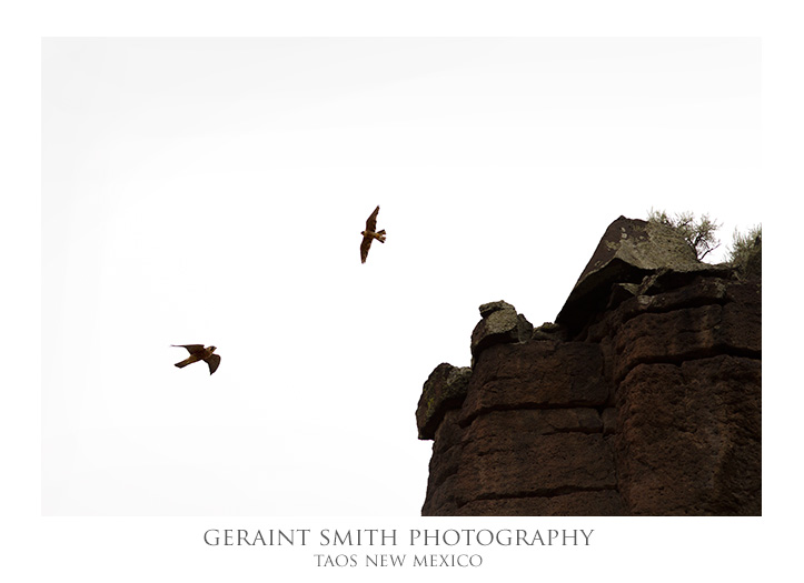 Peregrine Falcons in the Rio Grande Gorge