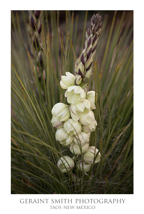 Yucca blooms in the garden