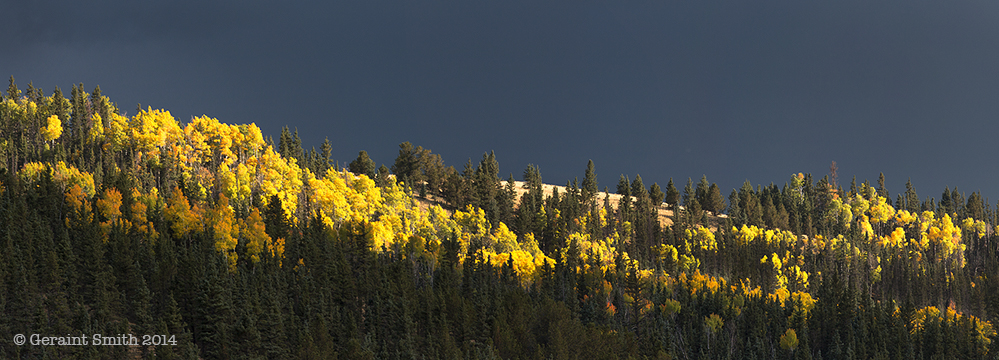 Aspens in the high country of the Valle Vidal northern new mexico fall autumn